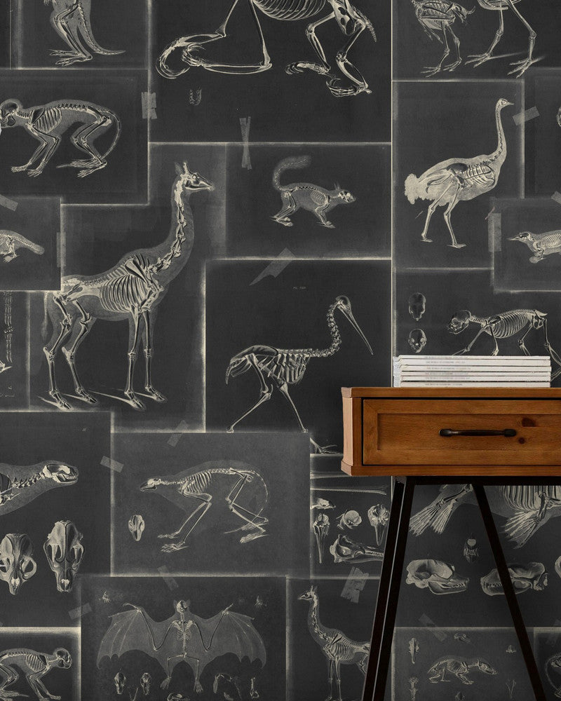 ZOOARCHAEOLOGY Anthracite Wallpaper (WP20237) by Mind The Gap | WP20237 | PREMIUM DESIGNER WALLPAPER COLLECTION | 3 rolls x 20.5 x 118.1 in | 0.52m / 20.5in | 3m / 118in | 4.65mp | 300cm / 118in | Anthracite, Grey | Non-woven | Paste the wall | 3-rolls in a box | Fabric Carolina | https://www.fabriccarolina.com/